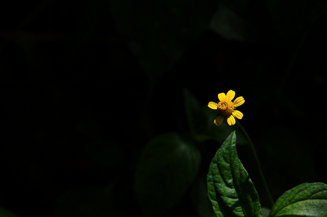 Minimalist photo of a yellow flower against a dark background