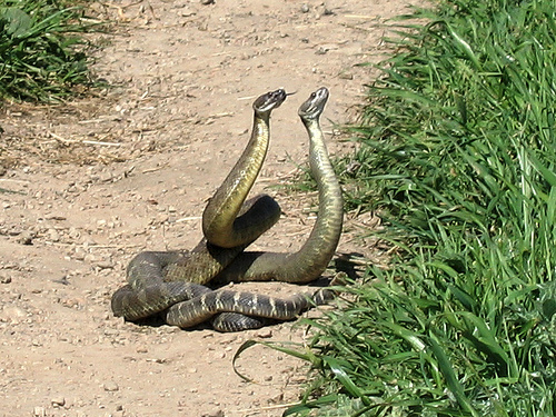 Rattlesnakes