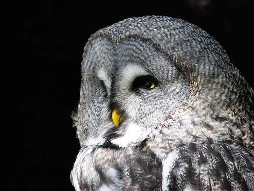 great grey owl