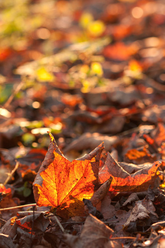 Autumn leaves taken with redhancer filter