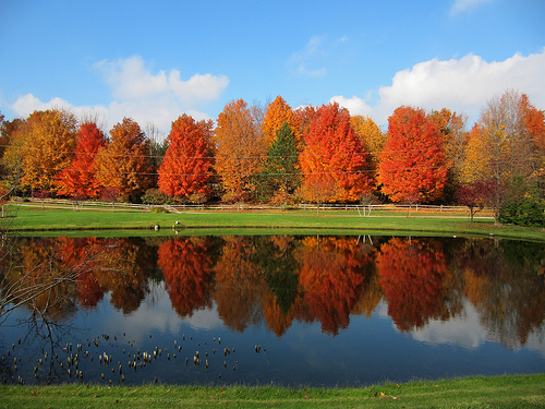 Trees in Fall color with reflection in lake