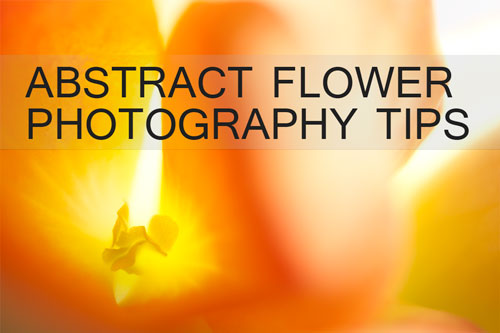 Abstract flower photography tips