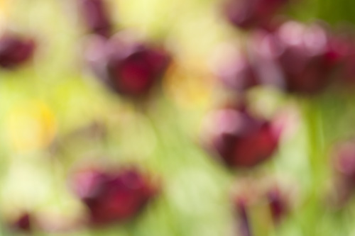 Out of focus painterly abstract photo of tulip flowers