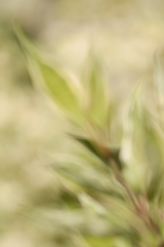 Out of focus painterly abstract photo of leaves