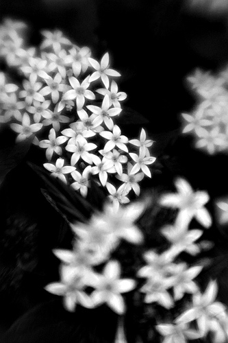 Abstract flower macro photo taken using a lensbaby