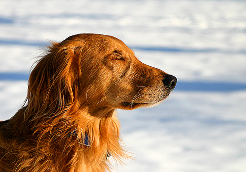 The Golden Retriever Meditates on What it Means to be Cold, Loved and Warm