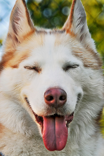 Happy dog with its tongue out