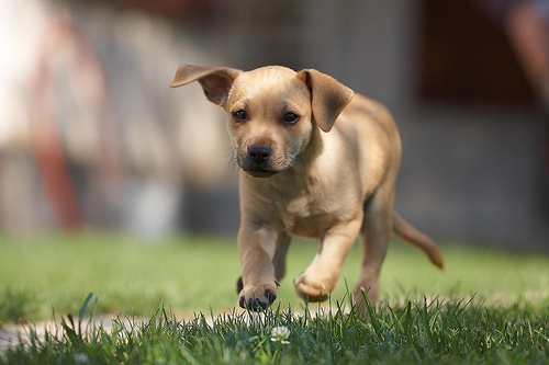 Small dog running