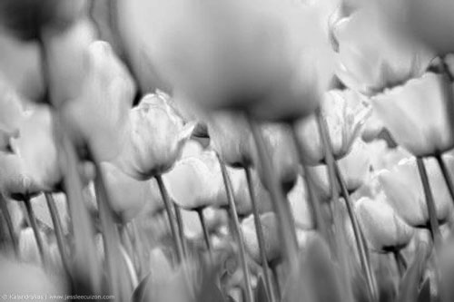 black and white photography flowers with color