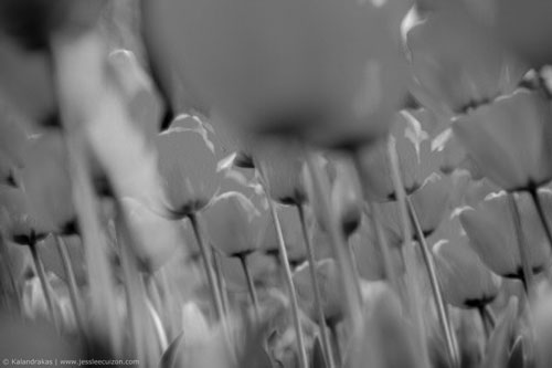 Red tulips photo converted to black & white by desaturating the image