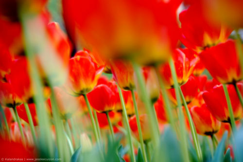 Red Tulip flowers in color