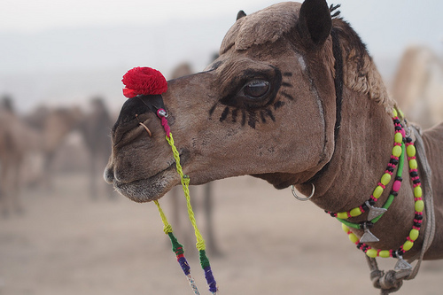 Camel bride travel portrait photo taken with a mirrorless interchangeable lens camera with a medium size image sensor