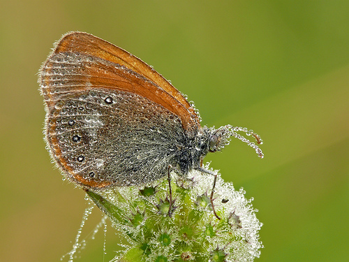 Chestnut Heath (Coenonympha glycerion) butterfly covered in gleaming drops of morning dew