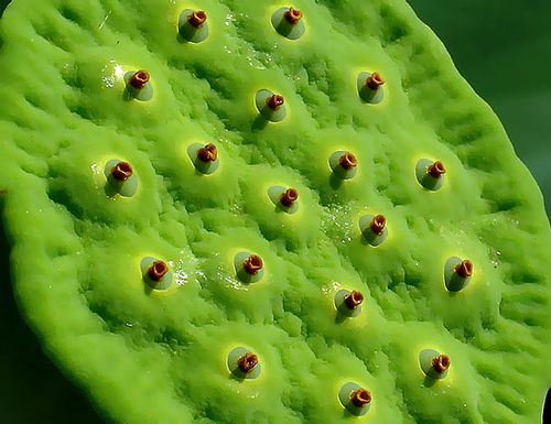 Lotus seed pod close-up