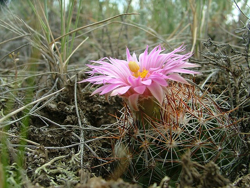 pincushion cactus in bloom, Grasslands National Park