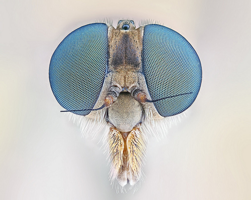 Robberfly Macro