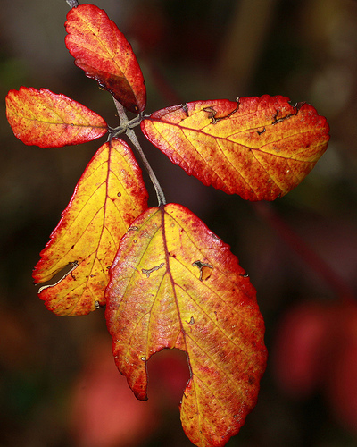 Bramble leaves in Fall color