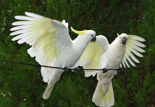 Sulphur Crested Cockatoos - fill flash used for a nice exposure