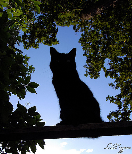 The Silhouette Cat - framed by tree leaves