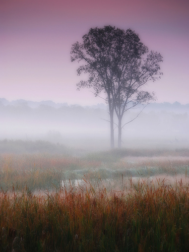 Misty autumn dawn - Lonely trees lost in a foggy meadow