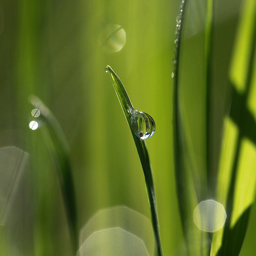 Water drop on grass macro photo