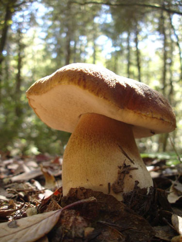 Low angle photo of a mushroom growing in a forest