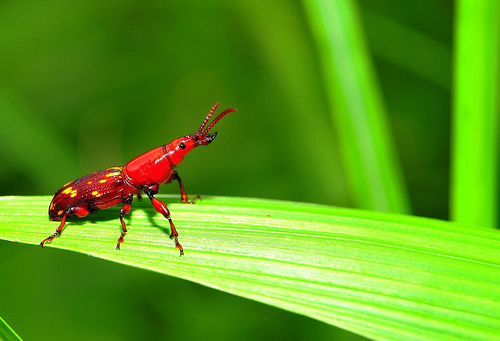 Low angle photo of a small red beetle on a long green leaf with an out of focus green background