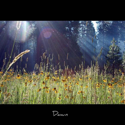Morning sun shining down on a flower and grass meadow