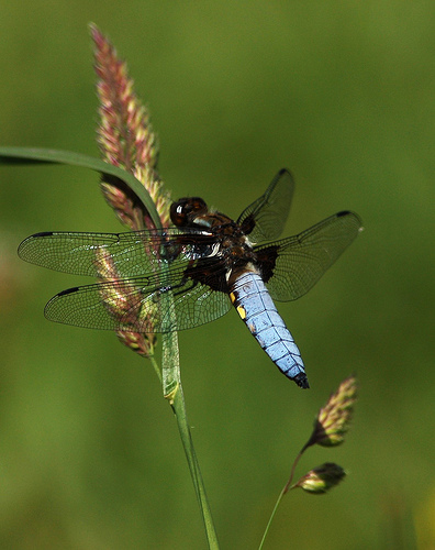 Dragonfly photo taken using a telephoto macro lens