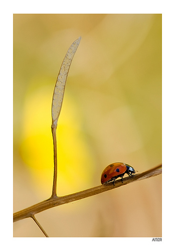 Photo taken with a 150mm macro lens of a ladybird walking along a twig