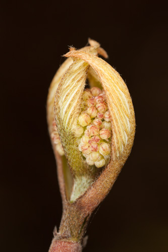 Plant bud photo