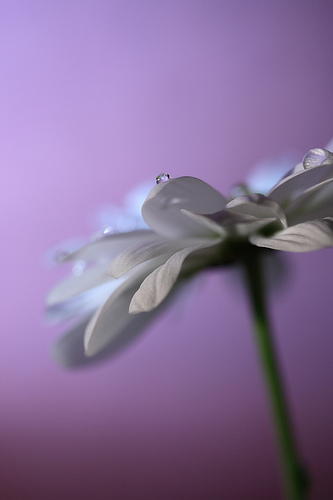 Shallow depth of field wet flower with purple background