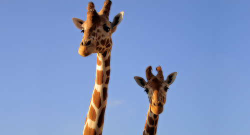 giraffes