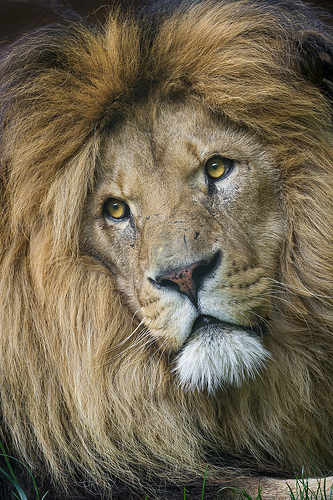 Lion portrait photo taken at a Zoo