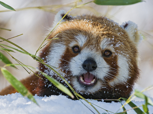 Small red panda eating in the snow