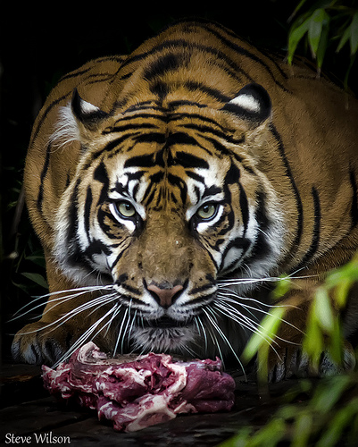 Tiger feeding in a zoo