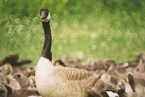 Geese with donut bokeh from mirror lens