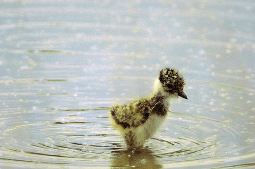Chick photographed using a 500mm focal length mirror lens