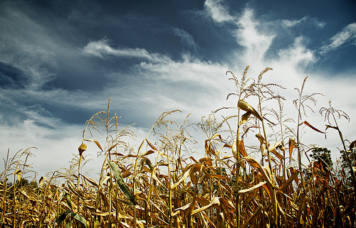 Field of corn in autumn with a dark blue sky created by use of a polarising filter