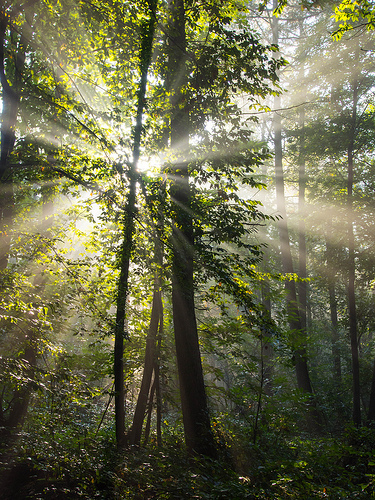 Morning light, sunbeams coming through the trees