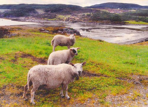 Landscape photo with sheep in the foreground, creating a sense of depth