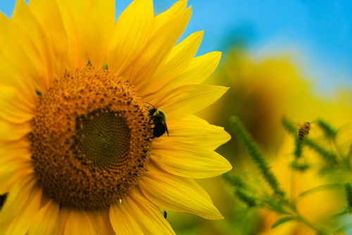 Large sunflowers