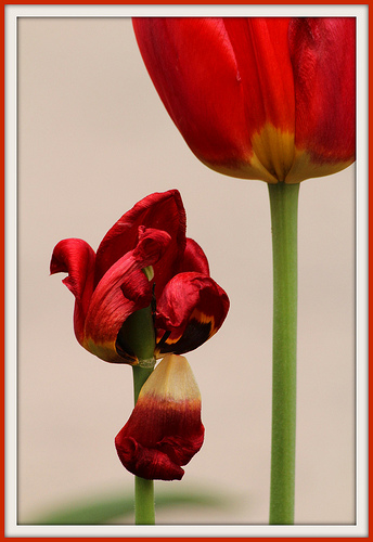 New and Old Tulip flowers