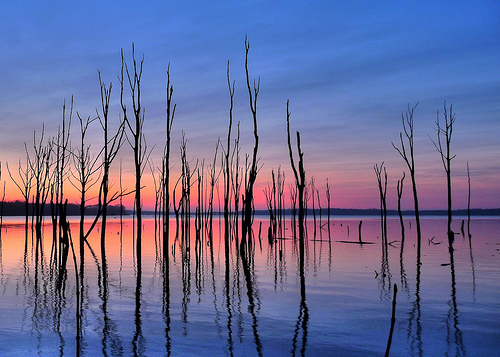 Manasquan Reservoir - trees in the water captured as silhouettes in the morning twilight