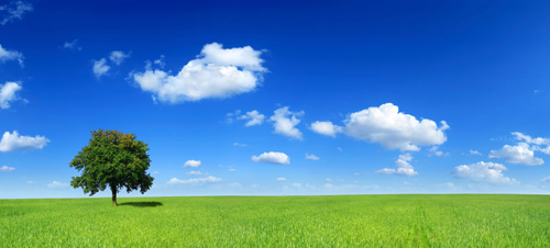 Stock Photo of a panoramic landscape with a lone tree in a green field and a blue sky with white fluffy clouds