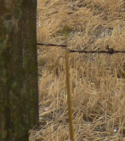 Stitching errors in fence in foreground of above panorama caused by parallax between handheld photos