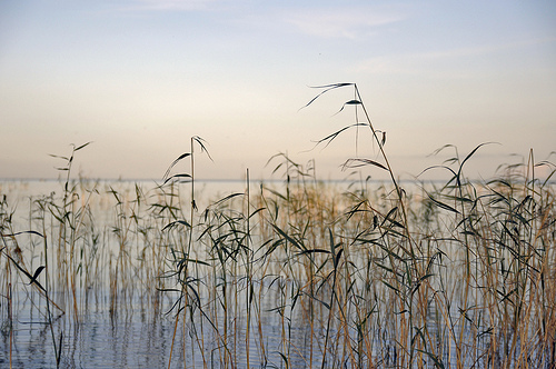 Landscape photo with a shallow depth of field