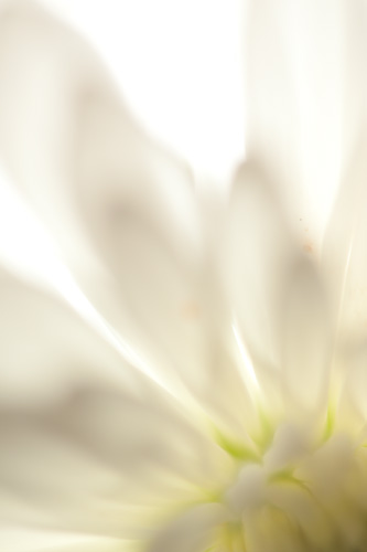 Macro abstract photo of a backlit flower