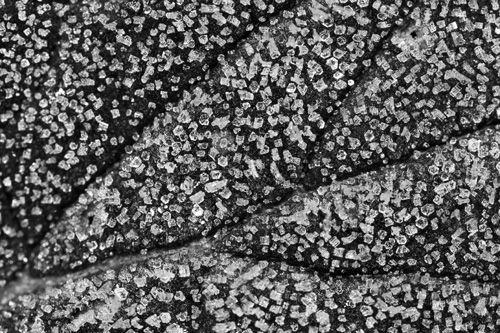 Macro photo of cubic ice crystals (frost) on a leaf