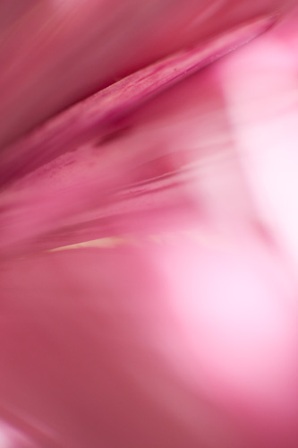 Shallow depth of field macro abstract photo of a flower with white and purple striped petals